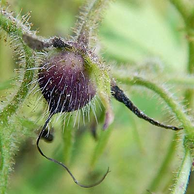 Phacelia bipinnatifida   Purple Phacelia  fruit