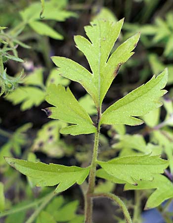Phacelia bipinnatifida   Purple Phacelia cauline leaves