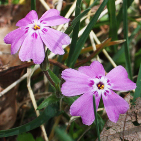 Phlox subulata - Moss Phlox, Creeping Phlox - Flowers