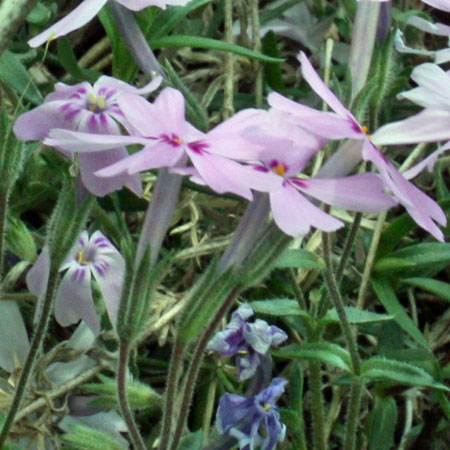 Phlox subulata - Moss Phlox, Creeping Phlox - Flowers