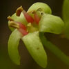 <i>Toxicodendron radicans</i> ( Poison ivy ) - The flowers are small and inconspicuous