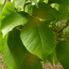 <i>Toxicodendron radicans</i> ( Poison ivy ) - It has compound leaves, with 3 leaflets that can be quite variable
