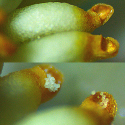 Pyrola americana - Pyrola rotundifolia  - Roundleaf Pyrola, anther pores, pollen 
