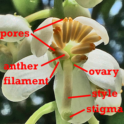 Pyrola elliptica - Shinleaf Pyrola, flower parts labeled, pistil, stigma, style, ovary, stamen, filament, anthers, pores 