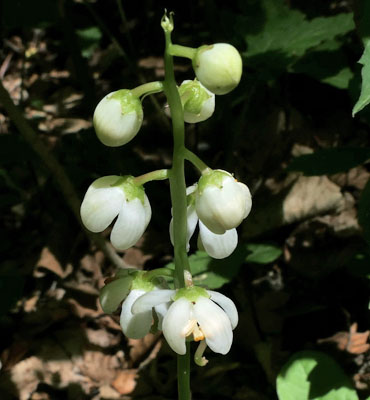Pyrola elliptica - Shinleaf Pyrola, flower cluster. Inflorescence 