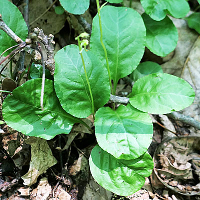 Pyrola elliptica   - Shinleaf Pyrola, leaves, oblong, elliptic 