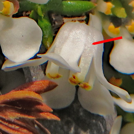 Pyxiemoss - Pyxidanthera barbulata - flower corolla discarded