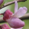 <i>Cercis canadensis</i> ( Redbud ) - Flower closeup