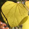 <i>Cercis canadensis</i> ( Redbud ) - In the fall, the tree is all golden.