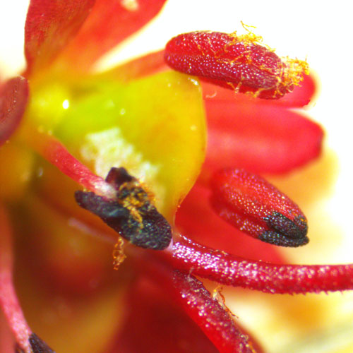 Acer rubrum - Red maple  - female flower, staminodes