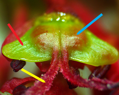 Acer rubrum - Red maple  - female flower, developing pistil