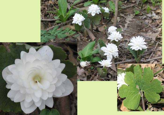 Sanguinaria canadensis forma multiplex (Double Bloodroot), flowers