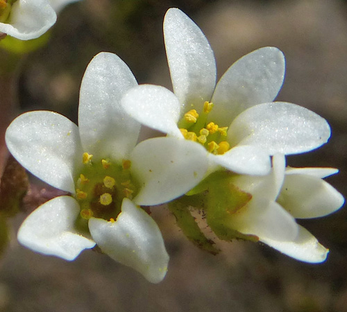 Micranthes virginiensis - Early Saxifrage - Flower cluster, infloresence, close up