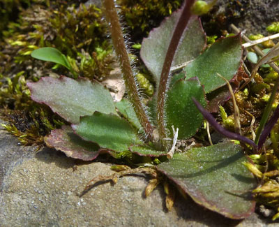 Micranthes virginiensis - Early Saxifrage  basal leaves