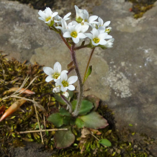 Micranthes virginiensis - Early Saxifrage 