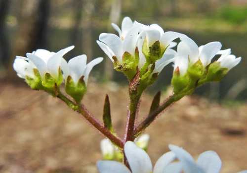 Micranthes virginiensis - Early Saxifrage -  Flowers side view