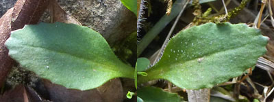 Micranthes virginiensis - Early Saxifrage  basal leaves