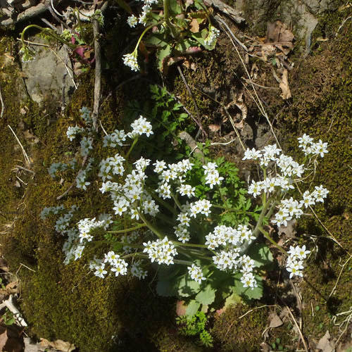 Micranthes virginiensis - Early Saxifrage growing in rocky area