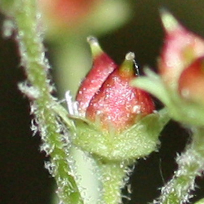 Micranthes virginiensis - Early Saxifrage fruit