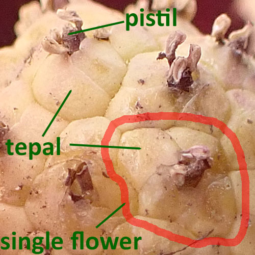 Symplocarpus foetidus - Skunk Cabbage - Flower - Spadix  pistil tepals