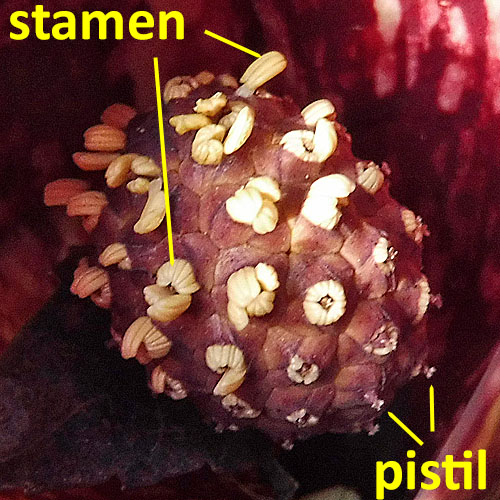 Symplocarpus foetidus - Skunk Cabbage - Flower - Spadix stamen pistil