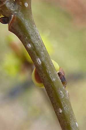 Lindera benzoin - Spicebush - Bark with lenticels