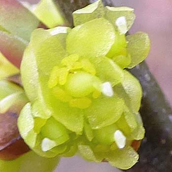Lindera benzoin - Spicebush - Pistillate/Female Flowers showing pistil parts and infertile rudimentary stamens (staminodes)