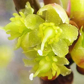 Lindera benzoin - Spicebush - Pistillate/Female Flowers showing pistil parts and infertile rudimentary stamens (staminodes)