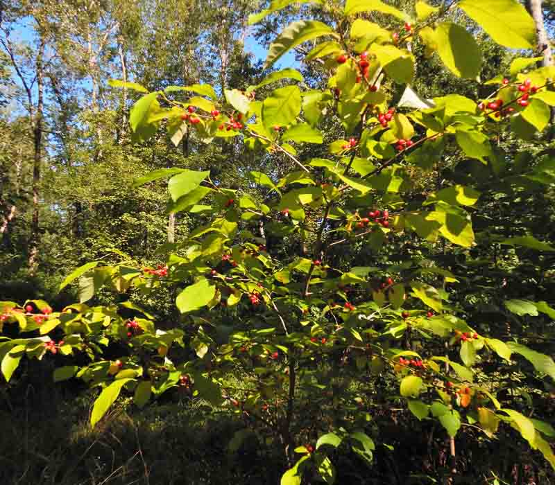Lindera benzoin - Spicebush - Fruit & Leaves