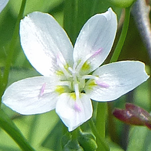 Claytonia virginica - Spring Beauty - Flowers - almost all white