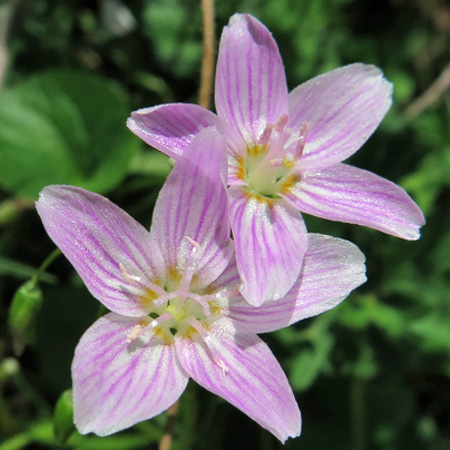 Claytonia virginica - Virginia Spring BeautyClaytonia virginica - Virginia Spring Beauty