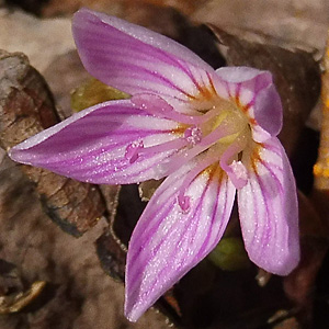 Claytonia virginica - Spring Beauty - Flowers - deep pink stripes
