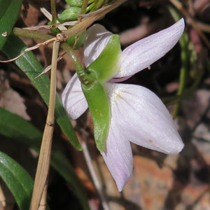 Claytonia virginica - Spring Beauty - Flower, sepals