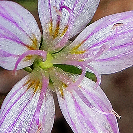 Claytonia virginica - Spring Beauty - Flowers, female phase, protandrous