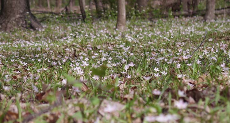 Claytonia virginica , Spring Beauty