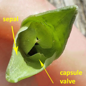 Claytonia virginica - Spring Beauty -  fruit, sepals, capsule