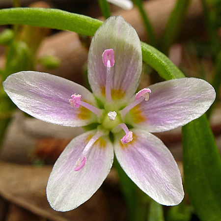 Claytonia virginica - Spring Beauty - Flowers, male phase, protandrous 