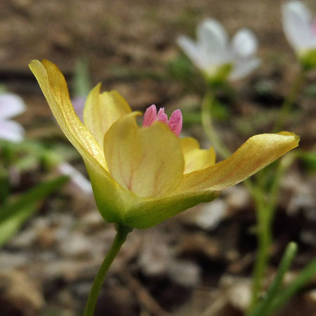 Claytonia virginica forma lutea, Yellow Spring Beauty