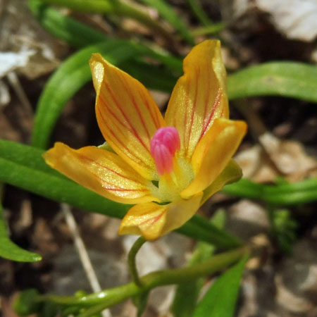 Claytonia virginica forma lutea, Yellow Spring Beauty