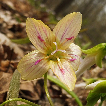 Claytonia virginica forma lutea, Yellow Spring Beauty