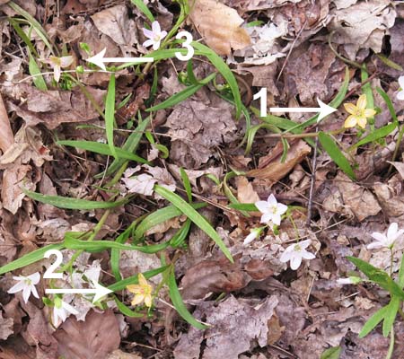 Claytonia virginica forma lutea, Yellow Spring Beauty