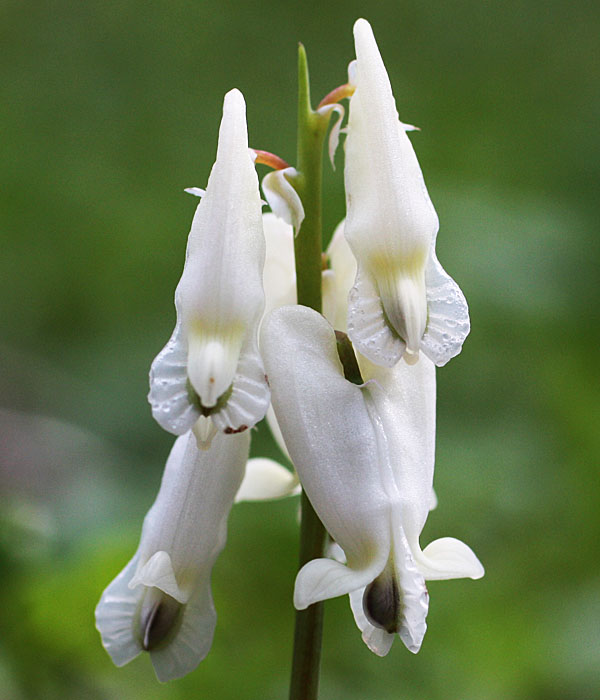 Dicentra canadensis - Squirrel Corn  - flower