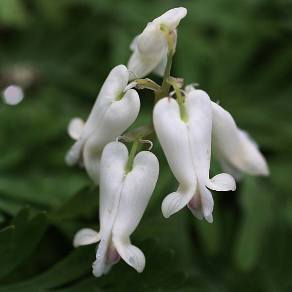 Dicentra canadensis - Squirrel Corn  - inflorescence, raceme