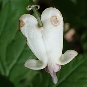 Dicentra canadensis - Squirrel Corn  - flower