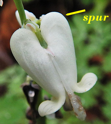 Dicentra canadensis - Squirrel Corn - flower