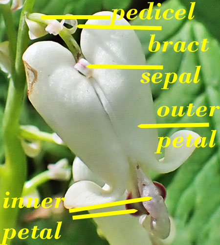 Dicentra canadensis - Squirrel Corn  - flower structure, morphology, labels 
