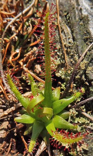 Drosera filiformis - Threadleaf Sundew -  lower leaf, linear