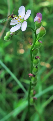 Drosera filiformis - Threadleaf Sundew -  upper leaf, projections at base