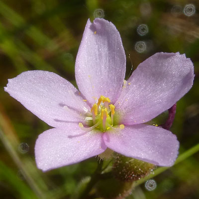 Drosera filiformis - Threadleaf Sundew - Flower 