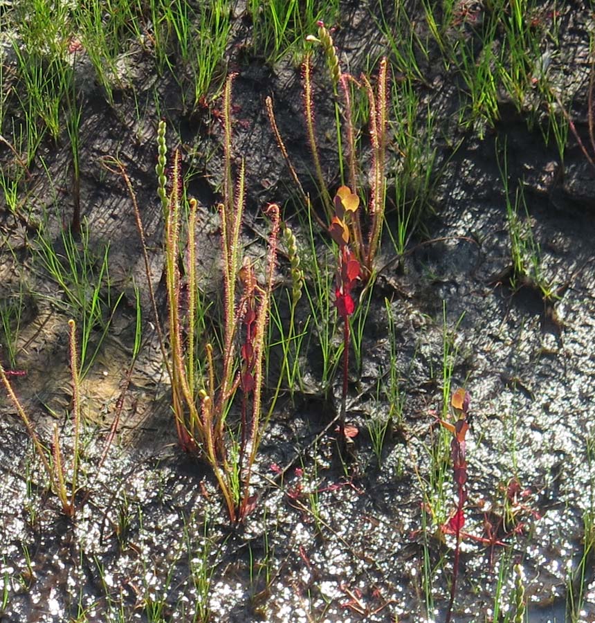 Drosera filiformis - Threadleaf Sundew plant